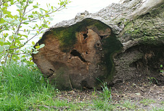 Holzkatze - Timber Cat