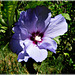 Au jardin: Hibiscus ou Althéa