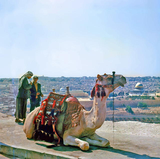 Dromedary on Mount Scopus, Jerusalem