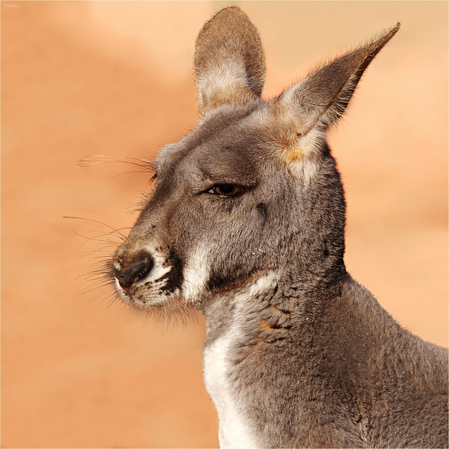 Portrait Red Kangaroo