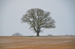 Lone Tree, Bishopswood