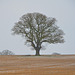 Lone Tree, Bishopswood
