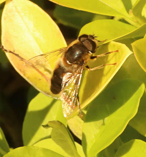 HoverflyIMG 1329