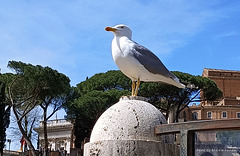 a winged tourist in ROMA