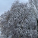 Silver Birch, first November snow