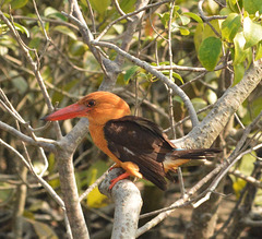 Brown winged kingfisher in the wild