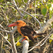 Brown winged kingfisher in the wild
