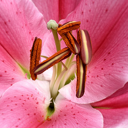 Springtime Lily in Macro