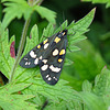 The scarlet tiger moth (Callimorpha dominula) in our Garden.  Thank you Keith
