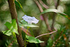 Die Echte Zaunwinde (Calystegia sepium) mit ihrer trichterförmigen Blüte :))  Bindweed (Calystegia sepium) with its funnel-shaped flower :))  Liseron (Calystegia sepium) avec sa fleur en forme d'entonnoir :))