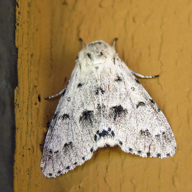 Moth at Highwood House