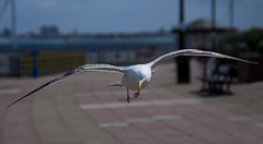 New Brighton seagull
