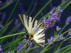 Scarce Swallowtail on Lavender