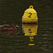 Female Mallard and its buoy :Etherow Country Park