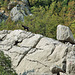 Nationalpark Paklenica - Der Weg von Anica kuk nach Starigrad (6) - Wildziegen