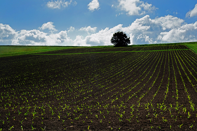 Einsamer Baum auf weiter Flur - Lonely tree in a wide open field