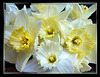 Delicate Daffodils Blossoms... ©UdoSm