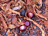 1 (95)a..austria chestnut, buckeye kastanie