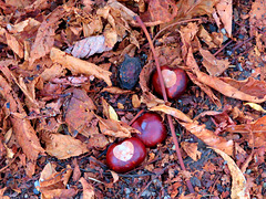 1 (95)a..austria chestnut, buckeye kastanie