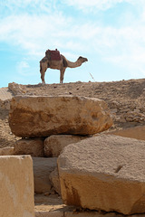 Camel amid the ruins