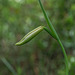 Cleistesiopsis divaricata (Large Rosebud orchid) in bud
