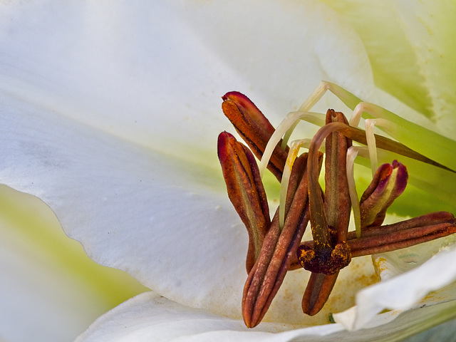 White Lily Close Up