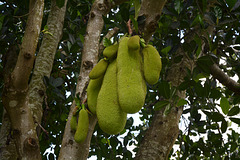 Uganda, Jackfruits