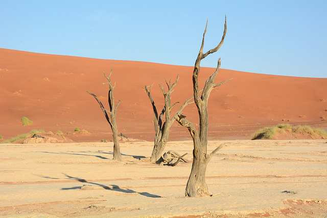 Namibia, Ancient Dried up Trees in Deadvlei