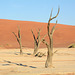 Namibia, Ancient Dried up Trees in Deadvlei