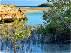 Sharm el Sheikh : Ras Mohammed - nelle acque del lago salato crescono le mangrovie