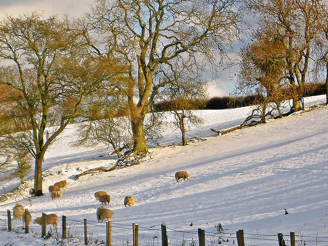 Sheep forage in snow, North Yorkshire