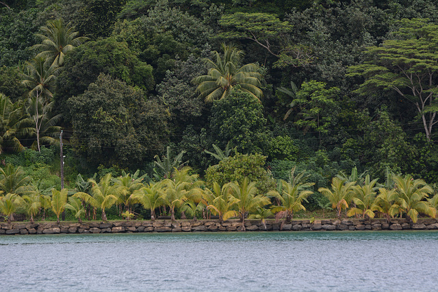 Polynésie Française, Dense Forest on the Shore of the Lagoon of Huahine Atoll