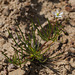 Spergula arvensis, Caryophyllales