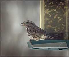 Another shot of that song sparrow