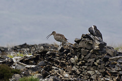 Curlew calling