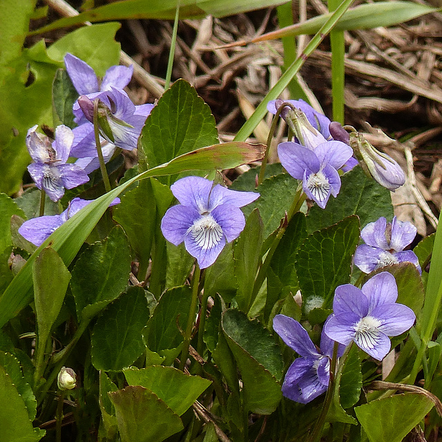 Early Blue Violets