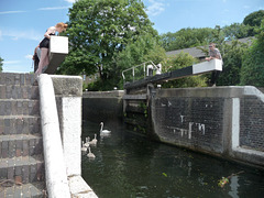 Another shot of the Swan & her six cygnets entering the lock