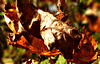 Herbst - Poesie der Natur ...