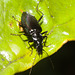 IMG 7160 Beetle-1