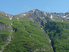 Forest and Mountain