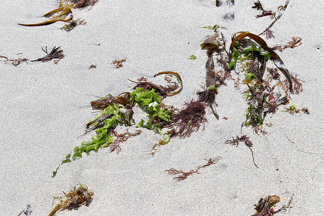 Sand and seaweed. Best viewed in black