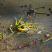 Die Paarungszeit der Wasserfrösche beginnt - The mating season of the water frogs begins - mit PiP