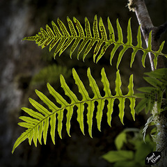 Glowing Ferns at Honeyman State Park! (+6 insets)