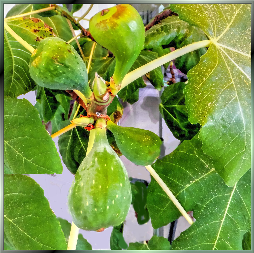 Figs from the Allgäu. ©UdoSm