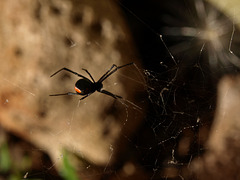 Redback Spider P5023983