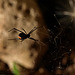 Redback Spider P5023983
