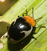IMG 7170 Beetle
