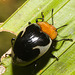 IMG 7170 Beetle