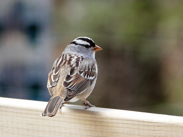White-crowned Sparrow, Tadoussac, Quebec