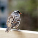 White-crowned Sparrow, Tadoussac, Quebec